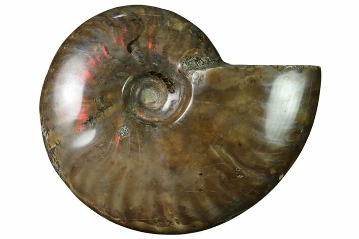 Flashy Red Iridescent Ammonite #155214